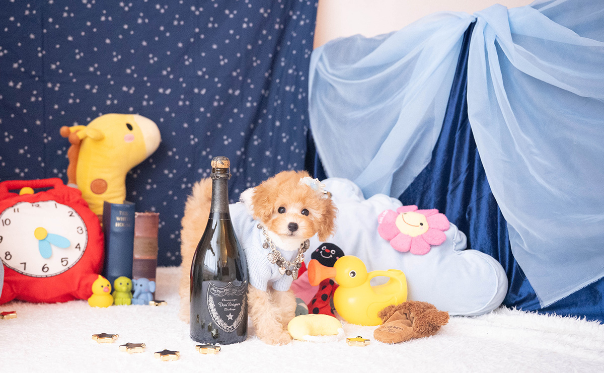 トイプードルのアプリコットの男の子|2025年9月20日生まれ|No.10953|画像2枚目