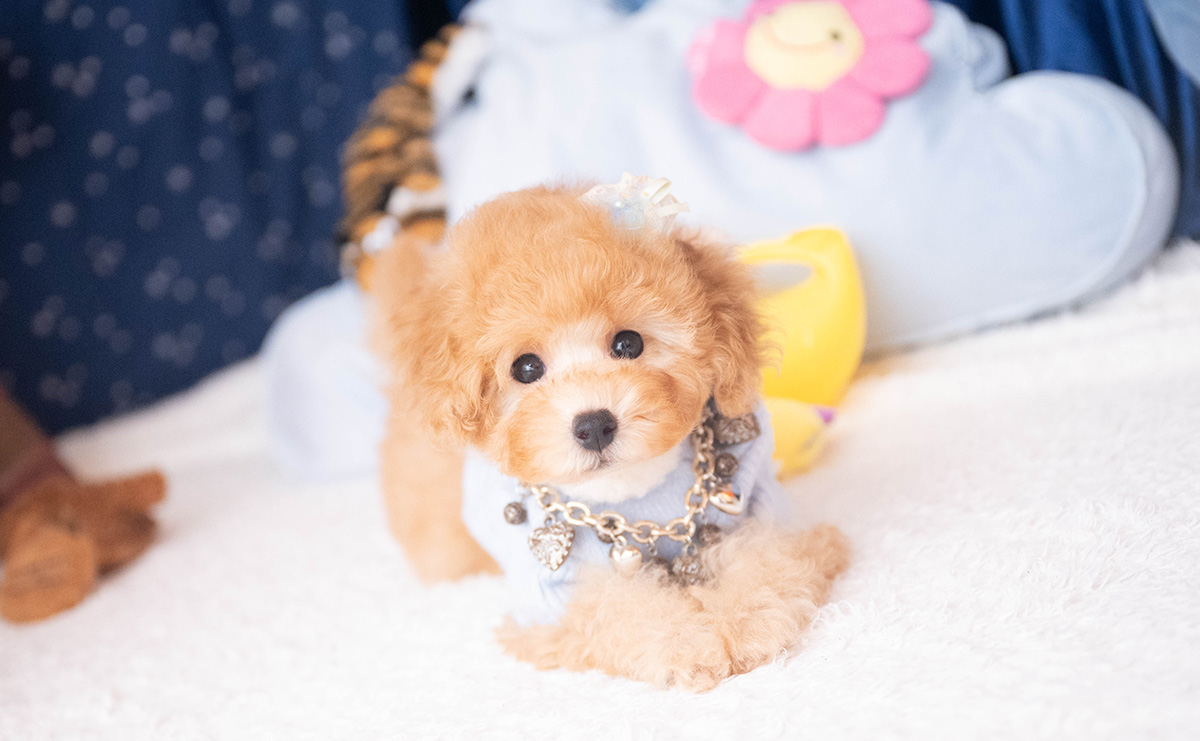 トイプードルのアプリコットの男の子|2025年9月20日生まれ|No.10953|画像0枚目