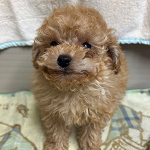 タイニープードルのアプリコットの男の子|2025年9月28日生まれ|No.10965|画像0枚目