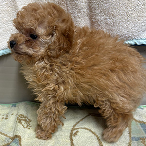 タイニープードルのアプリコットの男の子|2025年9月28日生まれ|No.10965|画像1枚目