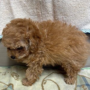 タイニープードルのアプリコットの男の子|2025年9月28日生まれ|No.10965|画像2枚目