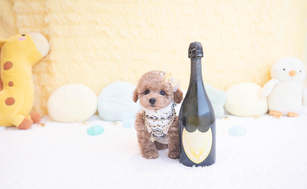 タイニープードルのアプリコットの男の子|2025年10月9日生まれ|No.10959|画像0枚目