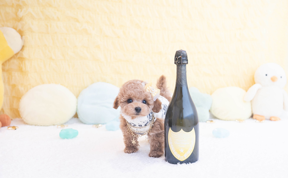 タイニープードルのアプリコットの男の子|2025年10月9日生まれ|No.10959|画像1枚目