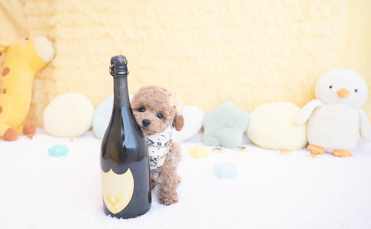 タイニープードルのアプリコットの男の子|2025年10月9日生まれ|No.10959|画像2枚目