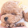 タイニープードルのアプリコットの男の子(2025年10月9日生まれ)