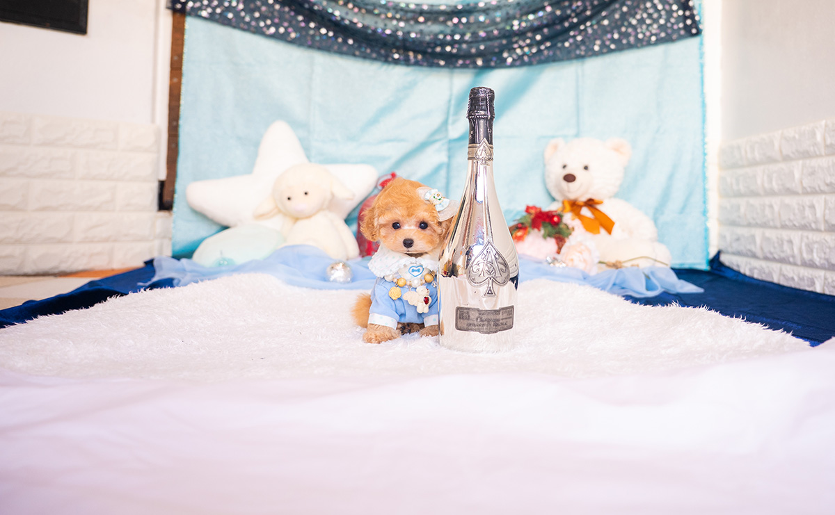 ティーカッププードルのアプリコットの男の子|2025年9月27日生まれ|No.10963|画像1枚目