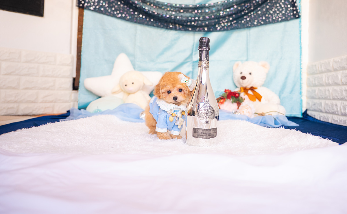 ティーカッププードルのアプリコットの男の子|2025年9月27日生まれ|No.10963|画像2枚目