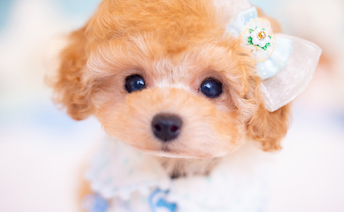 ティーカッププードルのアプリコットの男の子|2025年9月27日生まれ|No.10963|画像0枚目