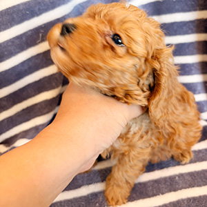 トイプードルのアプリコットの女の子|2025年10月24日生まれ|No.11020|画像0枚目