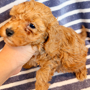 トイプードルのアプリコットの女の子|2025年10月24日生まれ|No.11020|画像1枚目