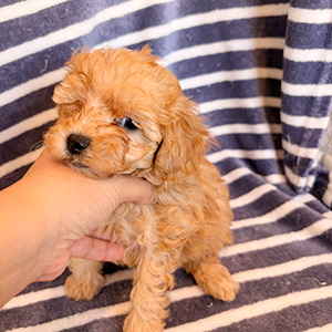 トイプードルのアプリコットの女の子|2025年10月24日生まれ|No.11019|画像0枚目