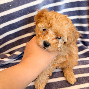 トイプードルのアプリコットの女の子|2025年10月24日生まれ|No.11019|画像1枚目