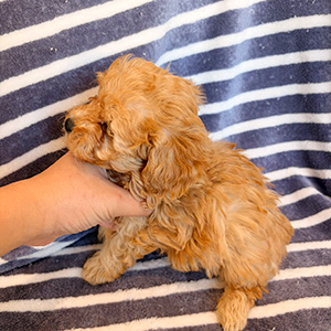 トイプードルのアプリコットの女の子|2025年10月24日生まれ|No.11019|画像2枚目