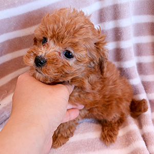 タイニープードルのアプリコットの男の子|2025年10月26日生まれ|No.11013|画像0枚目