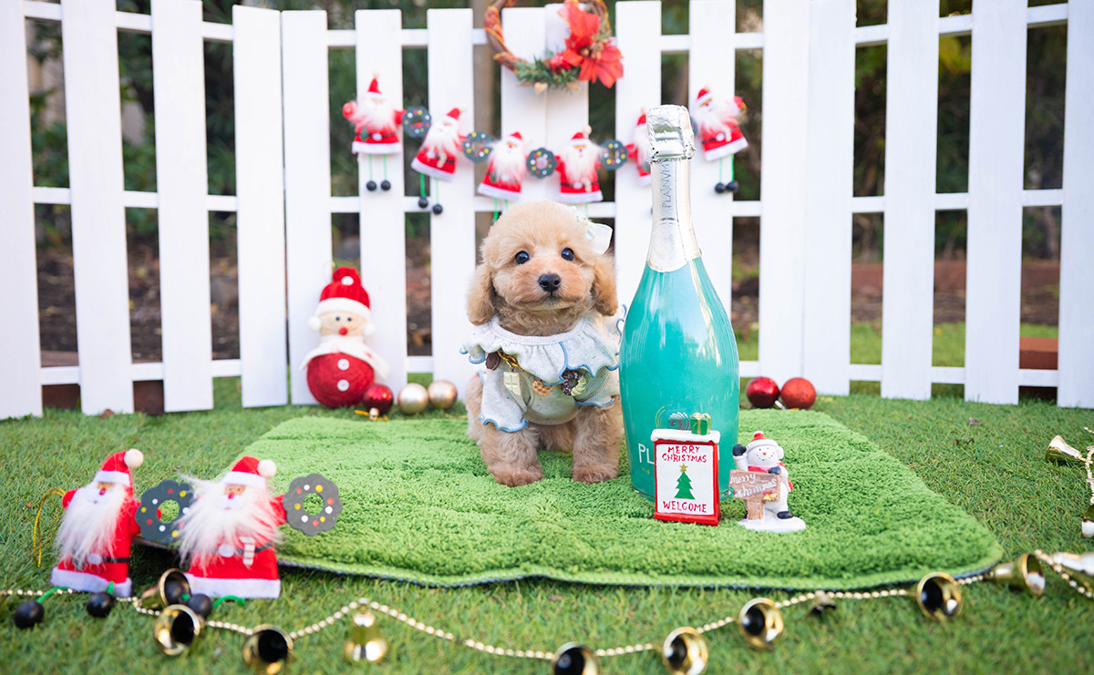 トイプードルのアプリコットの男の子|2025年10月18日生まれ|No.11001|画像1枚目