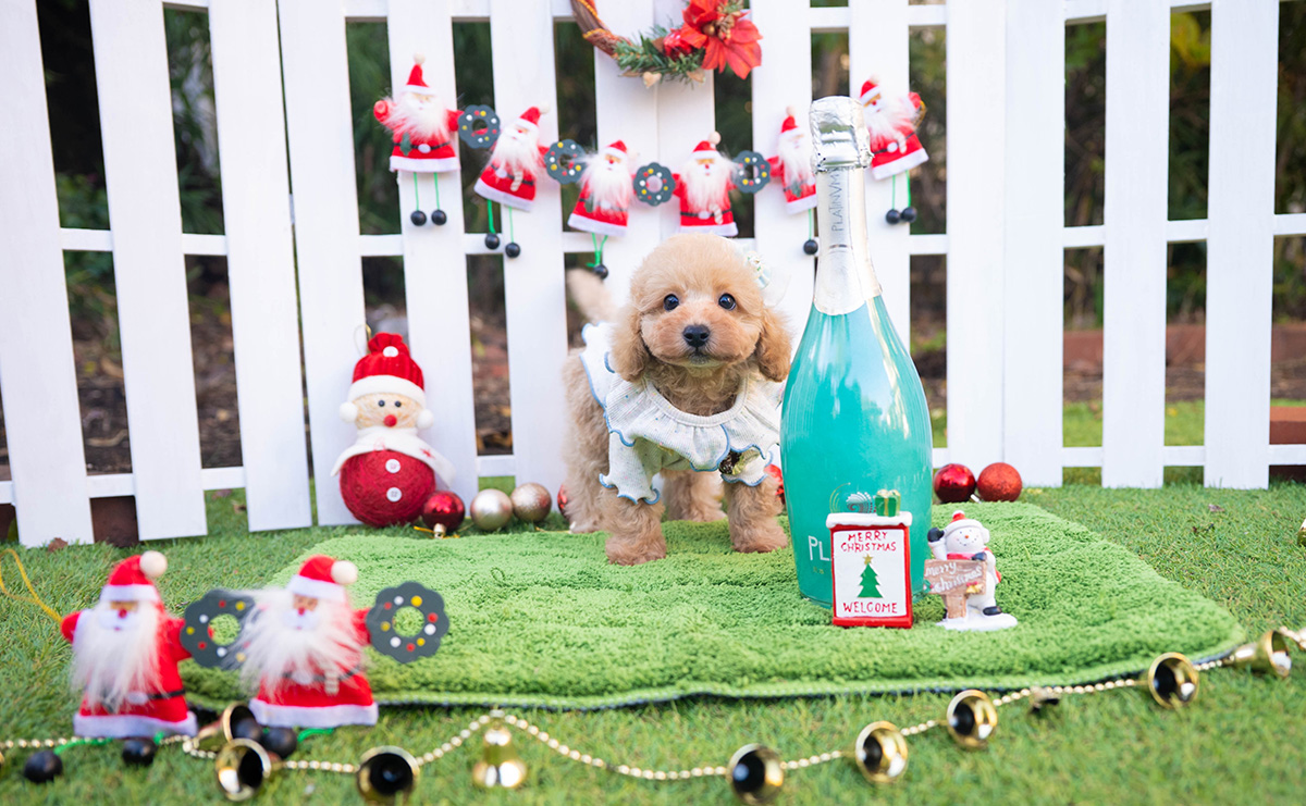 トイプードルのアプリコットの男の子|2025年10月18日生まれ|No.11001|画像2枚目