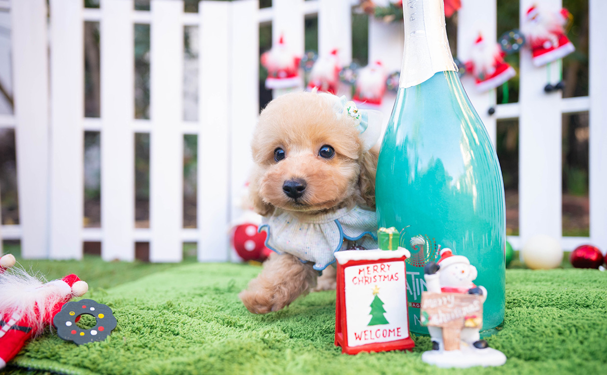 トイプードルのアプリコットの男の子|2025年10月18日生まれ|No.11001|画像3枚目