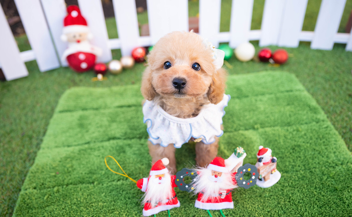 トイプードルのアプリコットの男の子|2025年10月18日生まれ|No.11001|画像0枚目