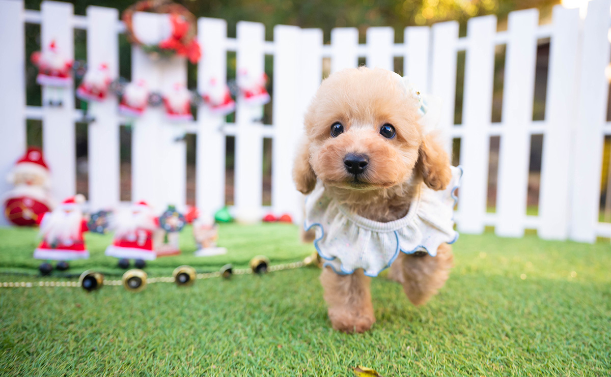 トイプードルのアプリコットの男の子|2025年10月18日生まれ|No.11001|画像4枚目