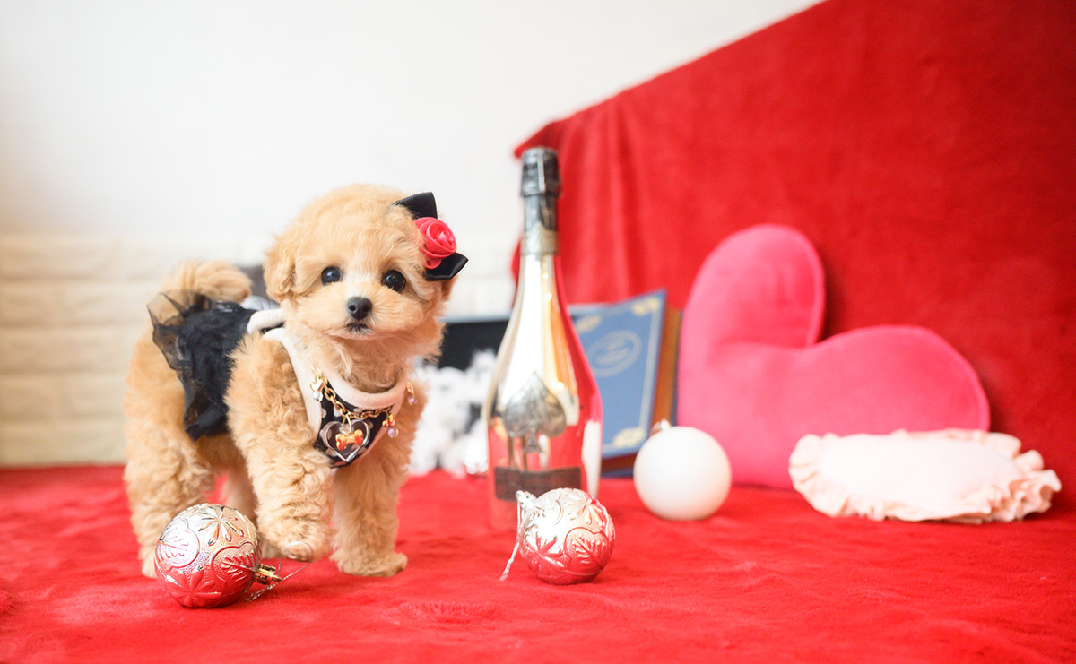 ティーカッププードルのアプリコットの女の子|2025年10月14日生まれ|No.11006|画像1枚目