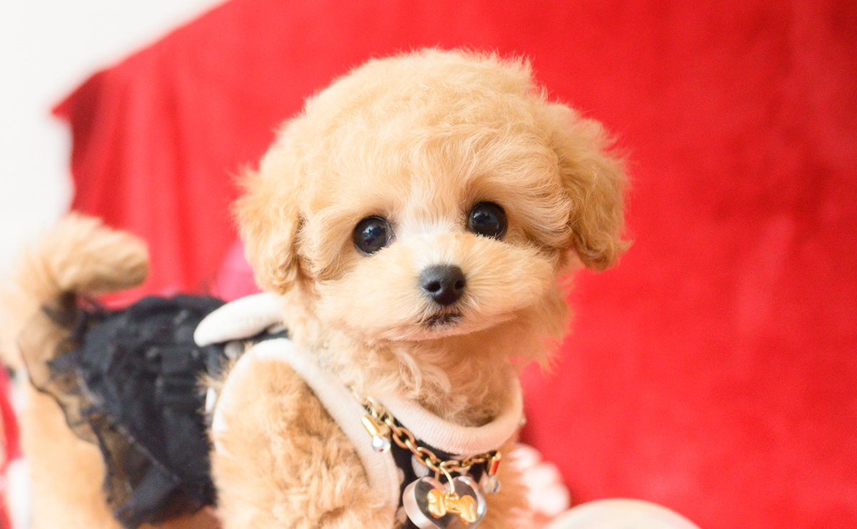 ティーカッププードルのアプリコットの女の子|2025年10月14日生まれ|No.11006|画像0枚目