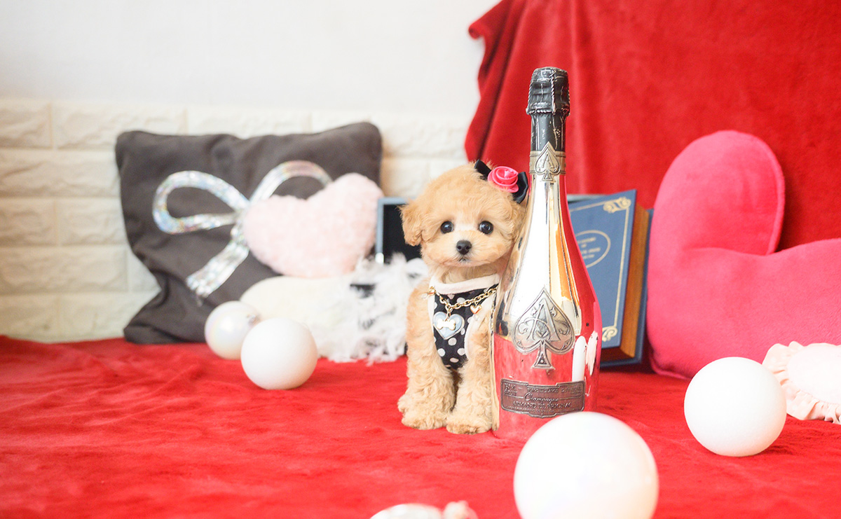 ティーカッププードルのアプリコットの女の子|2025年10月14日生まれ|No.11006|画像2枚目