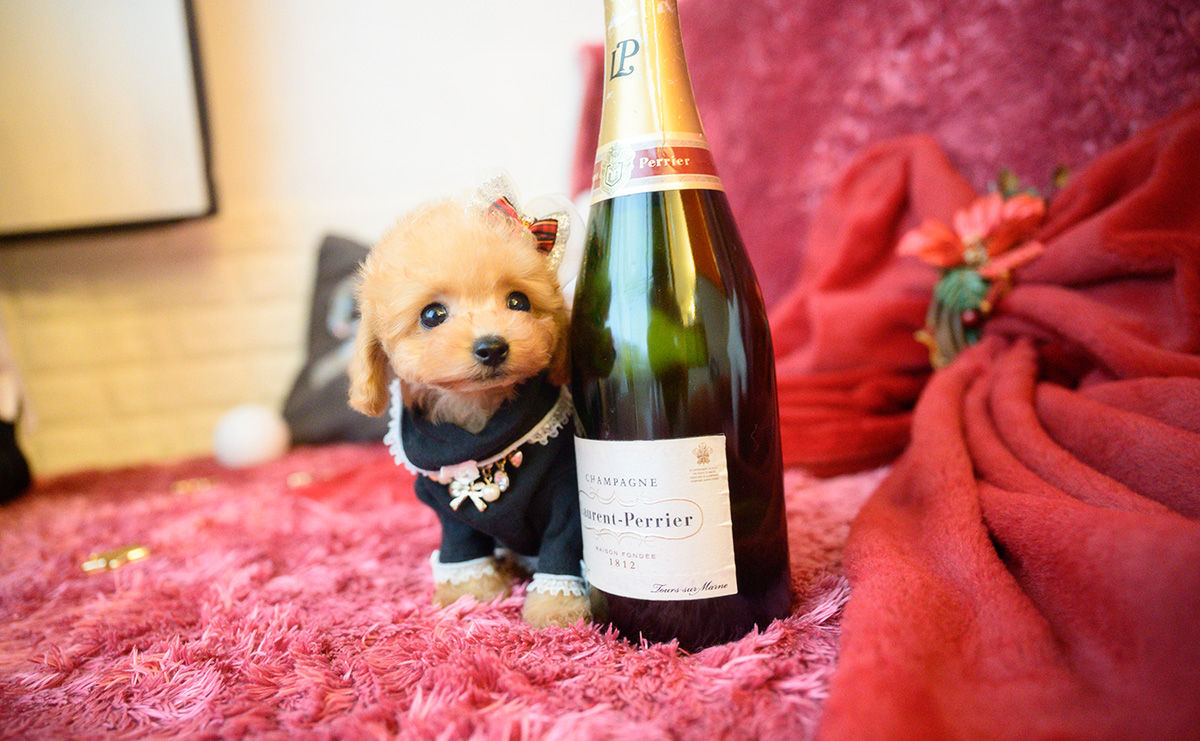 ティーカッププードルのアプリコットの女の子|2025年10月18日生まれ|No.11007|画像2枚目