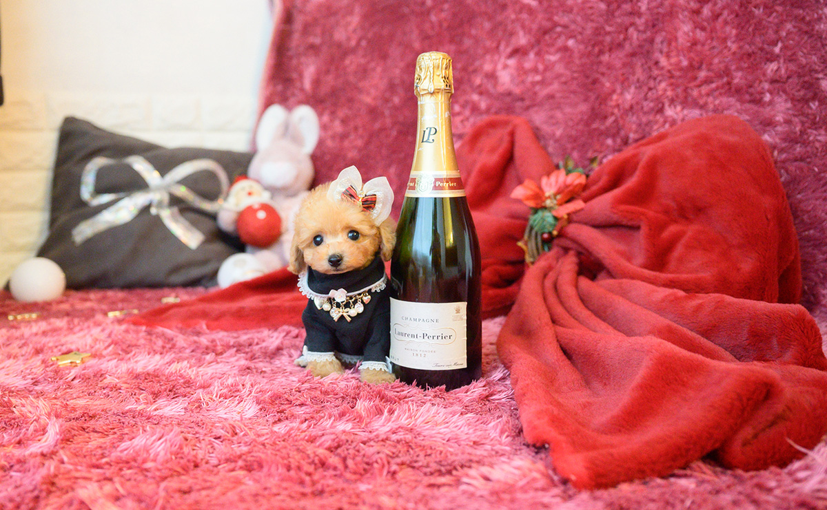 ティーカッププードルのアプリコットの女の子|2025年10月18日生まれ|No.11007|画像3枚目