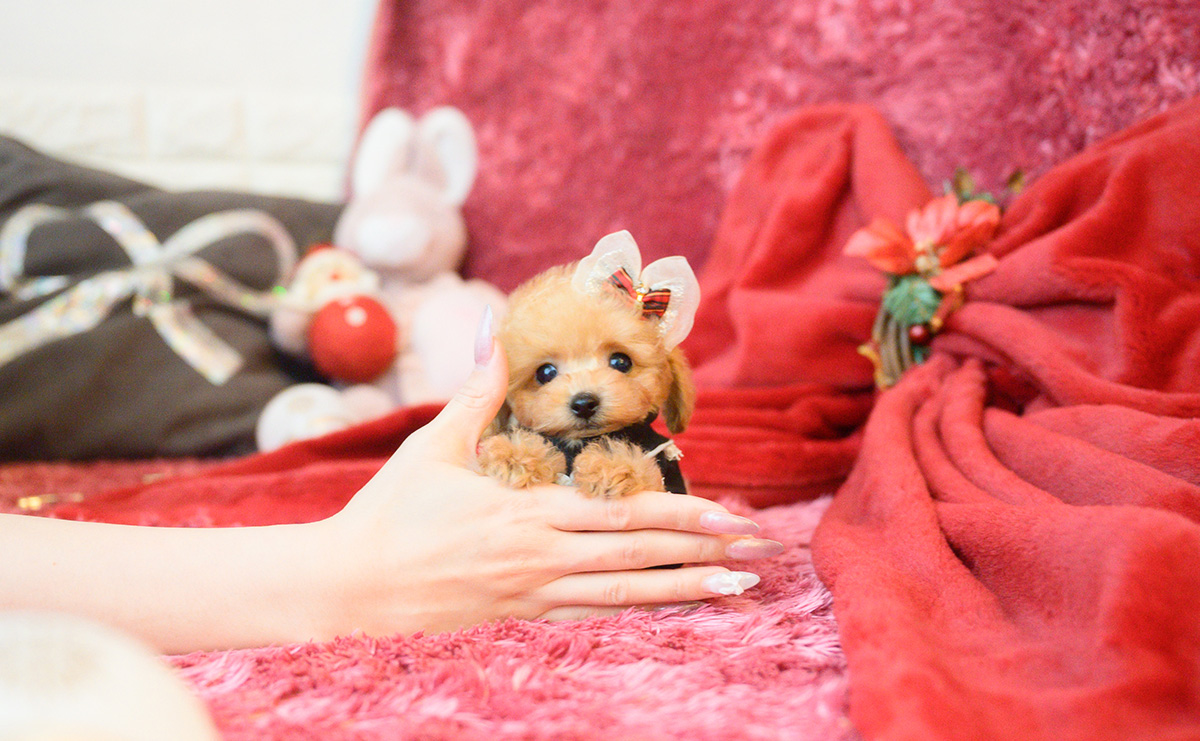 ティーカッププードルのアプリコットの女の子|2025年10月18日生まれ|No.11007|画像4枚目