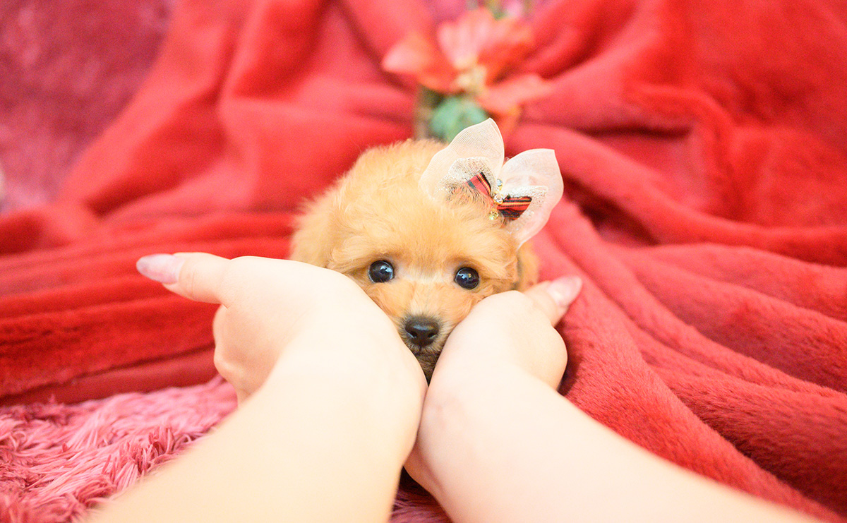 ティーカッププードルのアプリコットの女の子|2025年10月18日生まれ|No.11007|画像0枚目