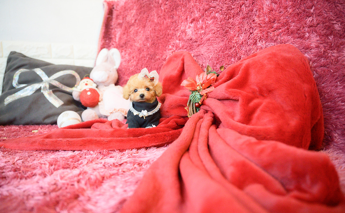 ティーカッププードルのアプリコットの女の子|2025年10月18日生まれ|No.11007|画像8枚目