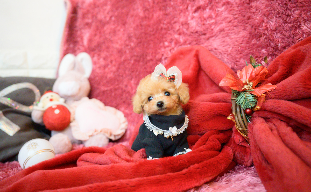 ティーカッププードルのアプリコットの女の子|2025年10月18日生まれ|No.11007|画像9枚目