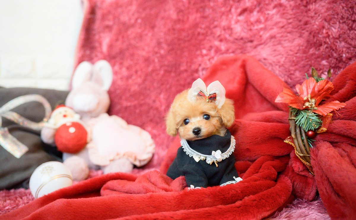 ティーカッププードルのアプリコットの女の子|2025年10月18日生まれ|No.11007|画像10枚目