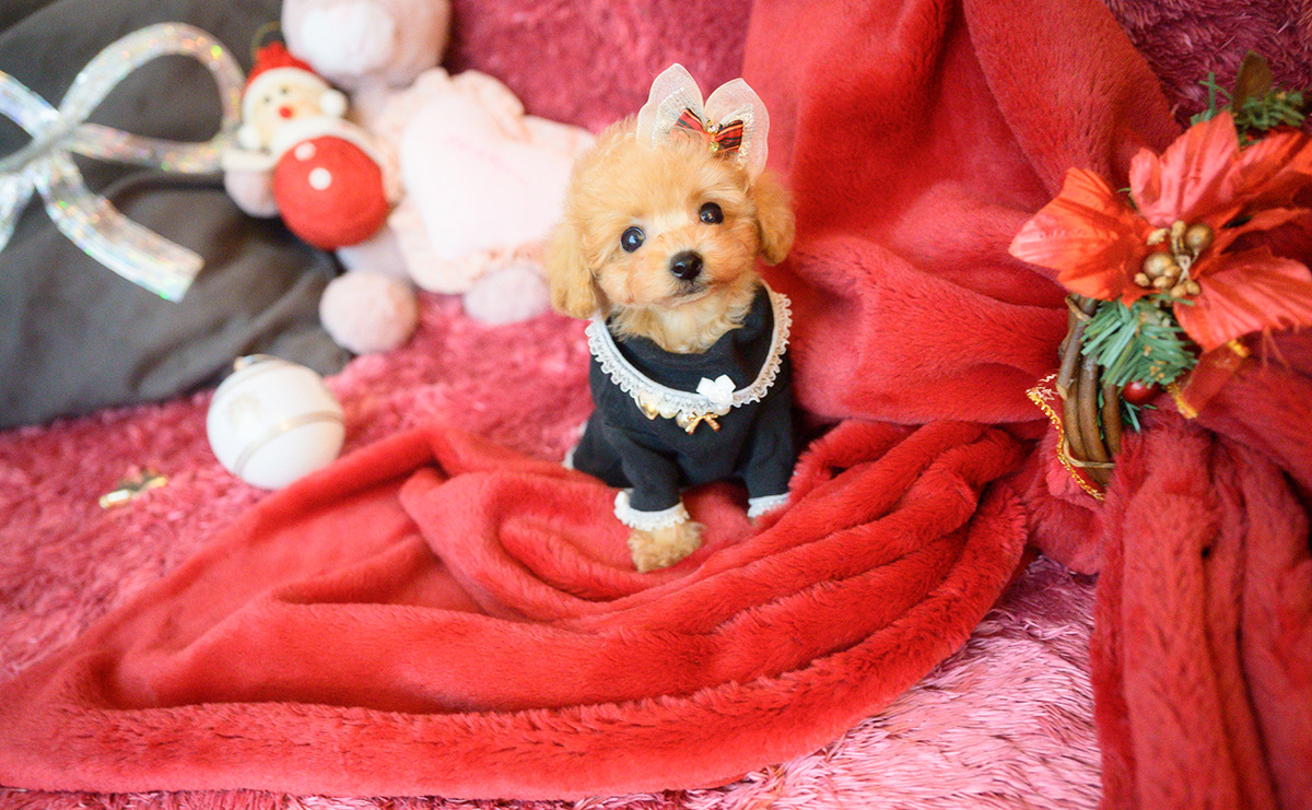 ティーカッププードルのアプリコットの女の子|2025年10月18日生まれ|No.11007|画像11枚目