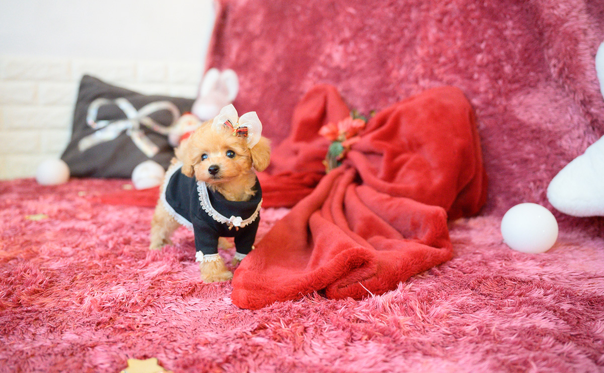 ティーカッププードルのアプリコットの女の子|2025年10月18日生まれ|No.11007|画像12枚目