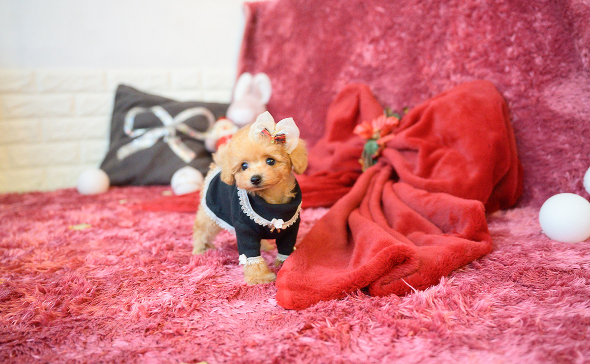 ティーカッププードルのアプリコットの女の子|2025年10月18日生まれ|No.11007|画像13枚目