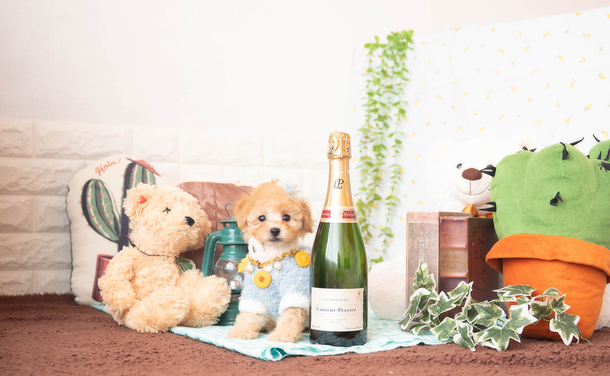 トイプードルのアプリコットの男の子|2025年10月25日生まれ|No.11009|画像1枚目