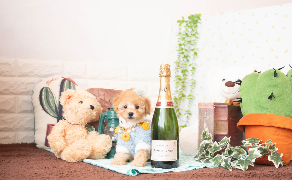 トイプードルのアプリコットの男の子|2025年10月25日生まれ|No.11009|画像2枚目