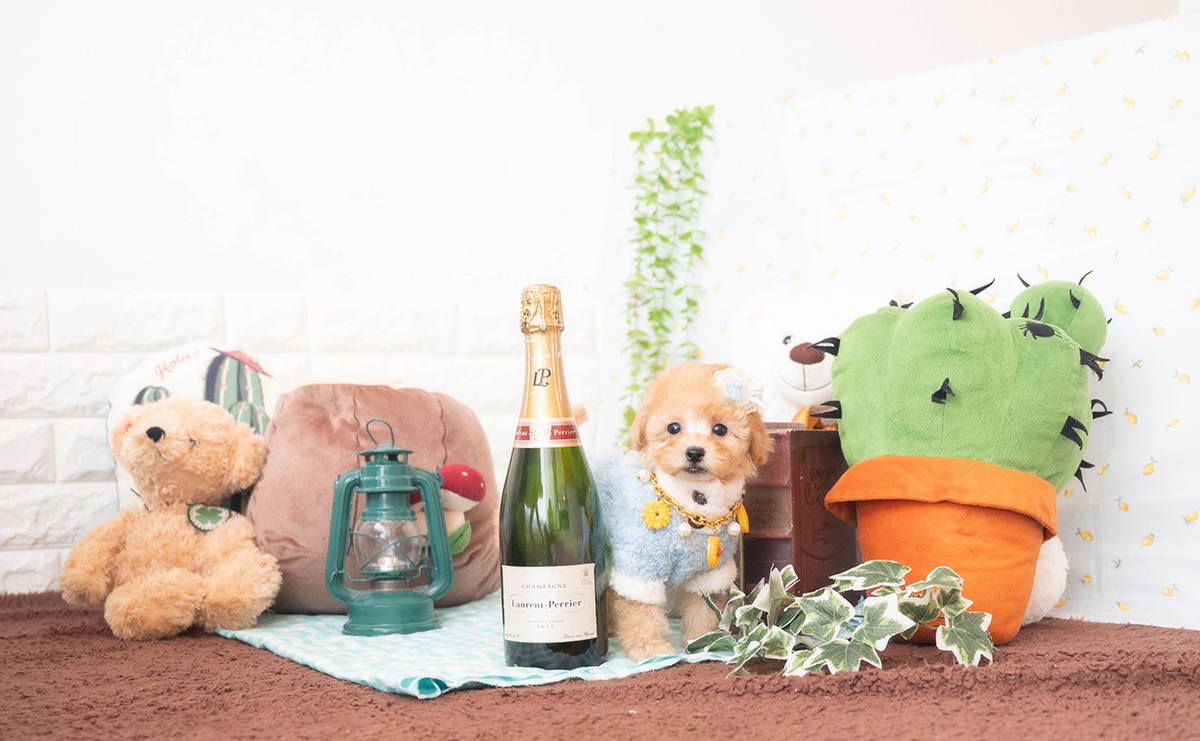 トイプードルのアプリコットの男の子|2025年10月25日生まれ|No.11009|画像3枚目