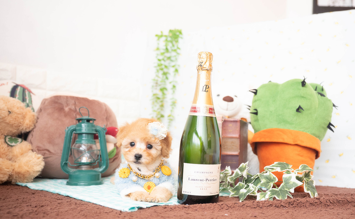 トイプードルのアプリコットの男の子|2025年10月25日生まれ|No.11009|画像4枚目