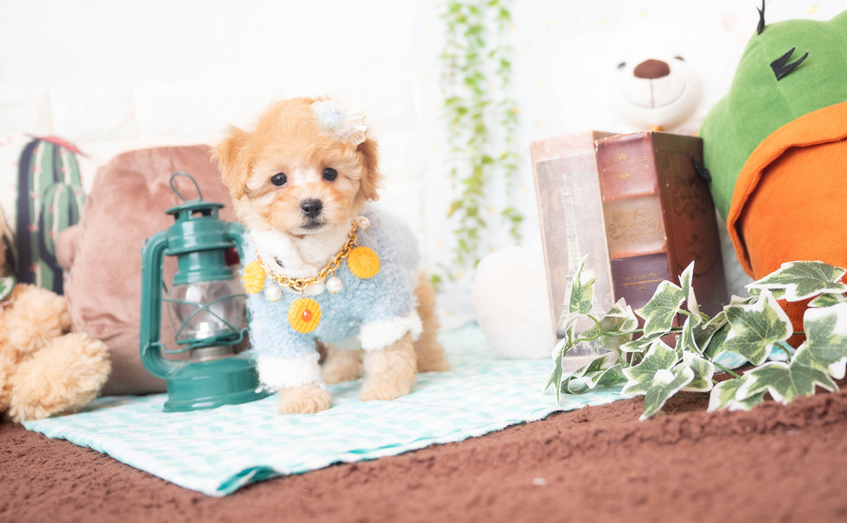 トイプードルのアプリコットの男の子|2025年10月25日生まれ|No.11009|画像5枚目