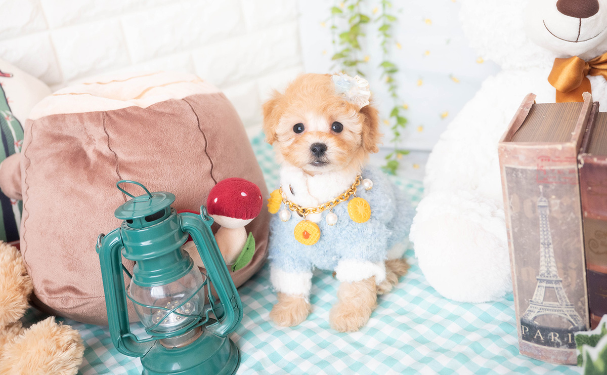 トイプードルのアプリコットの男の子|2025年10月25日生まれ|No.11009|画像0枚目