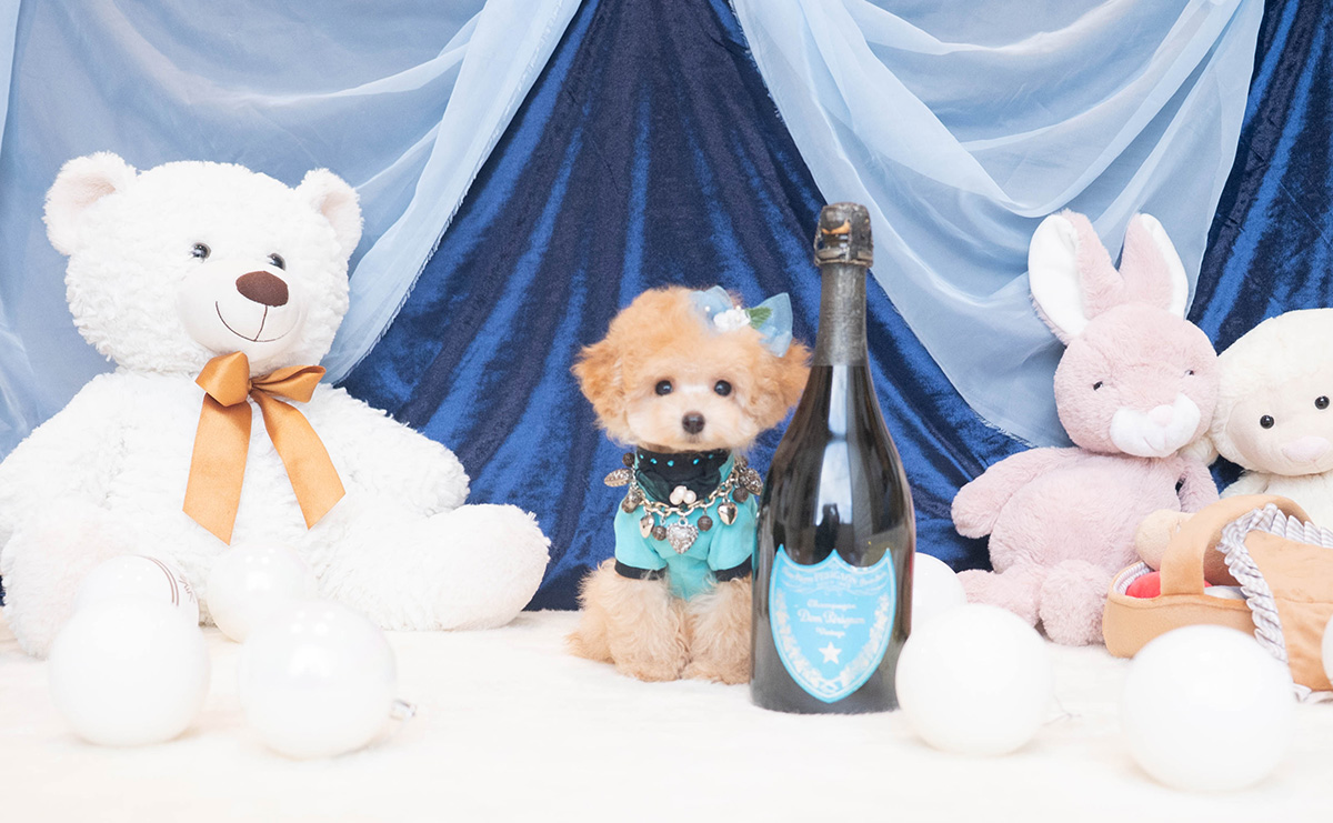 ティーカッププードルのアプリコットの男の子|2025年9月27日生まれ|No.11018|画像3枚目