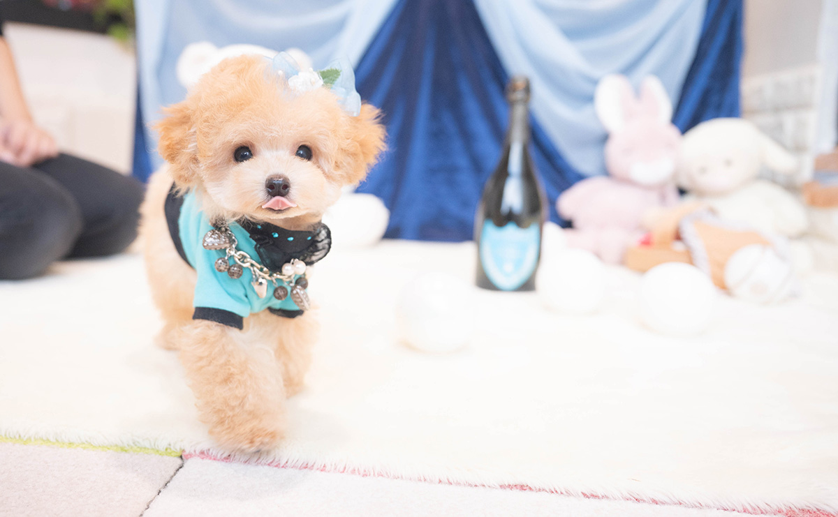 ティーカッププードルのアプリコットの男の子|2025年9月27日生まれ|No.11018|画像4枚目