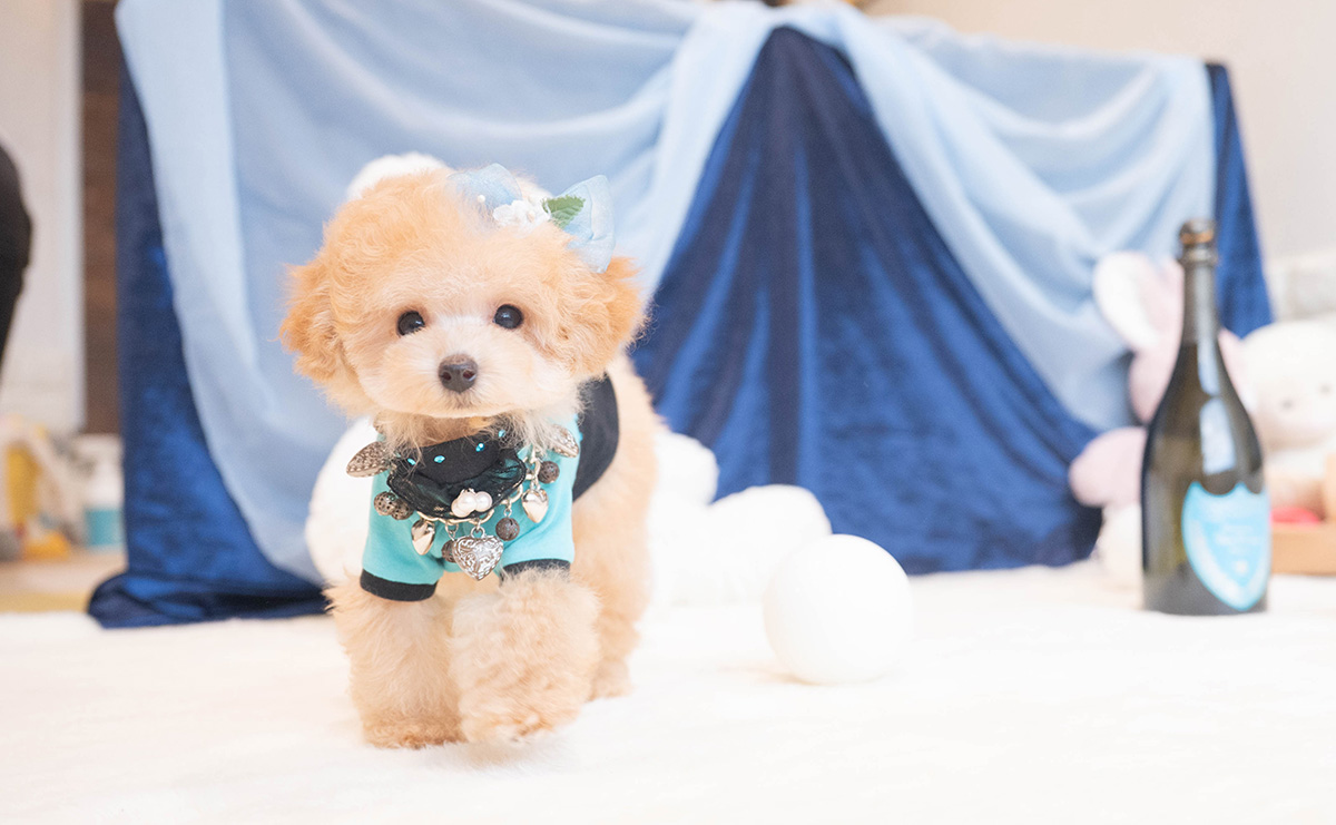 ティーカッププードルのアプリコットの男の子|2025年9月27日生まれ|No.11018|画像6枚目