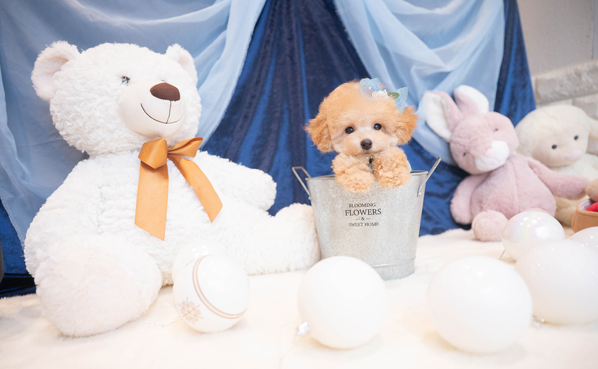 ティーカッププードルのアプリコットの男の子|2025年9月27日生まれ|No.11018|画像2枚目