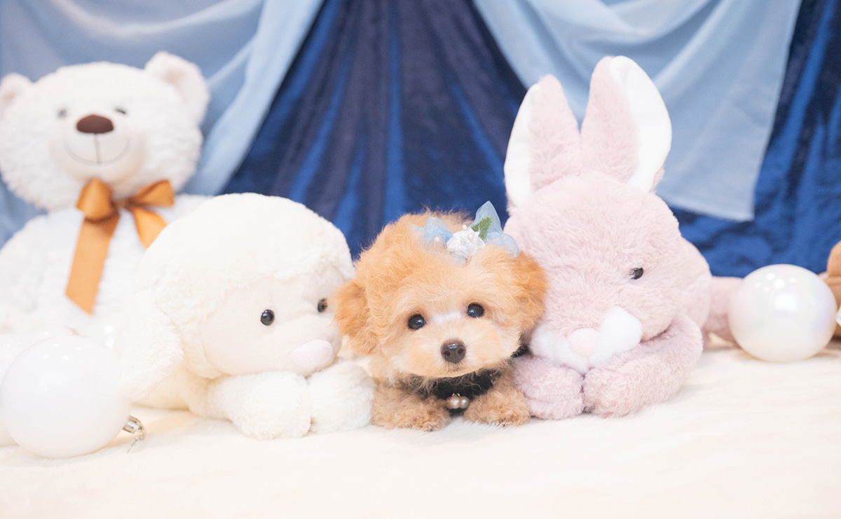 ティーカッププードルのアプリコットの男の子|2025年9月27日生まれ|No.11018|画像0枚目