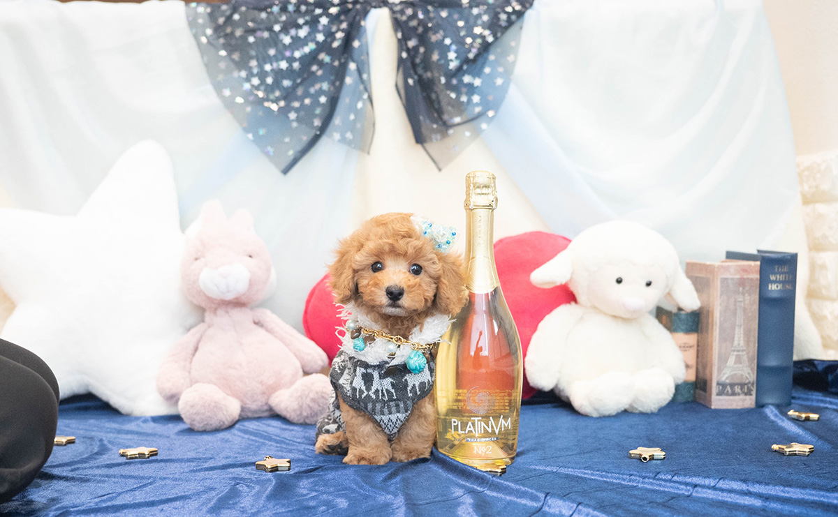 トイプードルのアプリコットの男の子|2025年10月25日生まれ|No.11022|画像1枚目