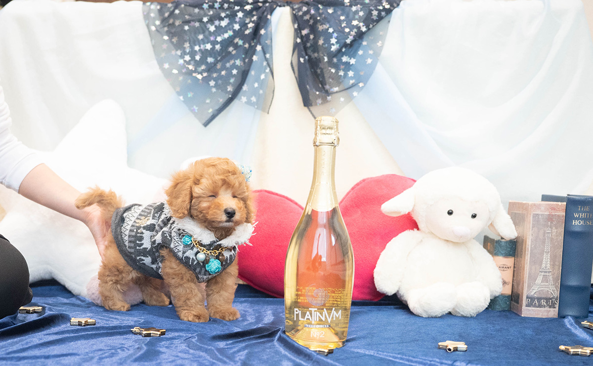 トイプードルのアプリコットの男の子|2025年10月25日生まれ|No.11022|画像2枚目