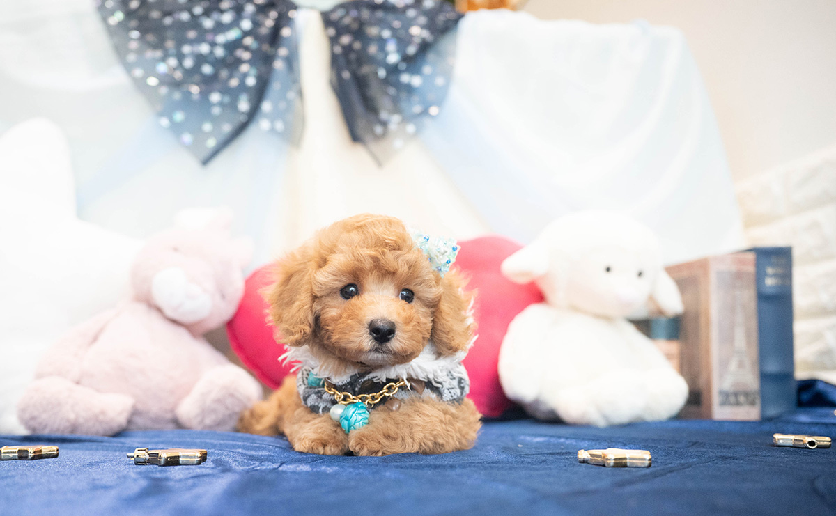 トイプードルのアプリコットの男の子|2025年10月25日生まれ|No.11022|画像3枚目